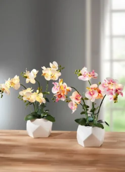 Beleuchtete Orchidee im Topf