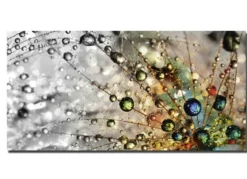 Bild Wassertropfen auf einer Pusteblume