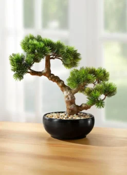 Bonsai im Keramiktopf