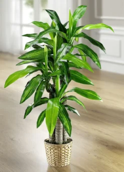 Dracena-Palme