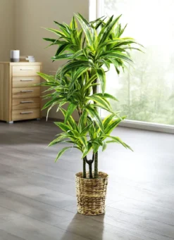 Dracena-Reflexa-Palme