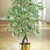 Ficus im Topf