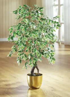 Ficus im Topf