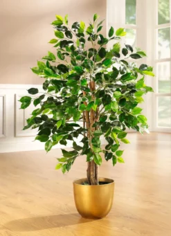Ficus im Topf