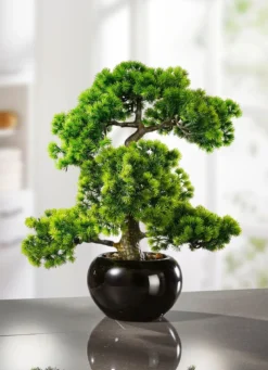 Lärchen-Bonsai in schwarzem Keramiktopf