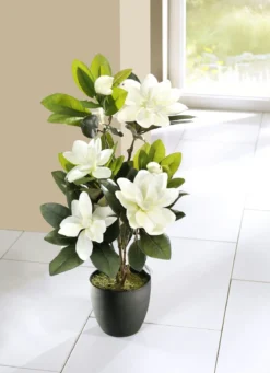 Magnolien im Topf