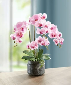 Orchideen-Gesteck im Topf