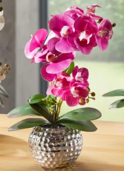 Orchidee Phalaenopsis in Keramikschale