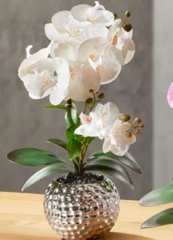 Orchidee Phalaenopsis in Keramikschale