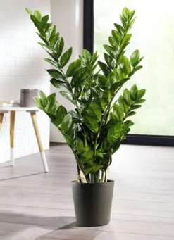 Zamifolia im Topf