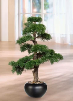 Zeder-Bonsai im Keramiktopf